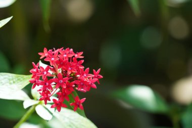 Bahçedeki güzel kırmızı çiçekler 