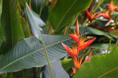 Sahte cennet kuşu ya da Heliconia rostrata