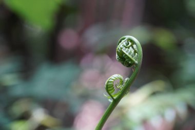 Uçan örümcek maymunu eğreltiotu ya da Alâila spinulosa