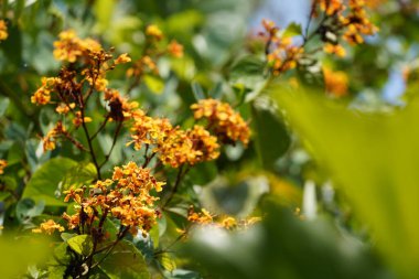 Güzel turuncu çiçekler üzerinde arka plan bulanıklık 