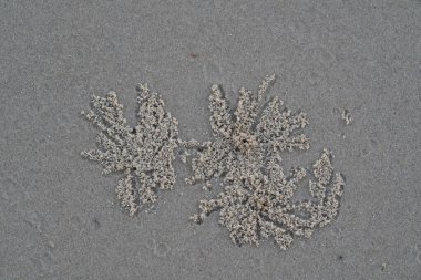 Kumda kum yengeci böbrekleri