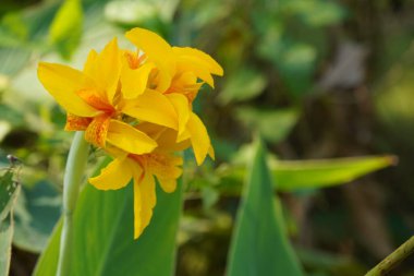 Bahçedeki sarı çiçek