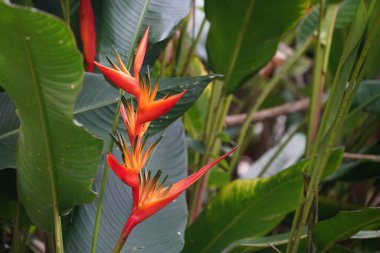 Bahçedeki güzel tropikal çiçek