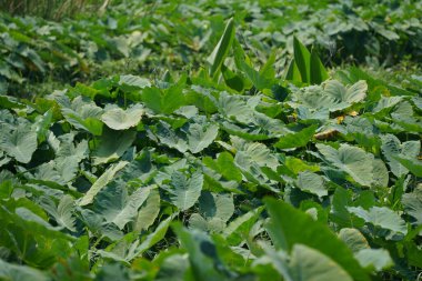 Bahçedeki bir bitkinin yeşil yaprakları