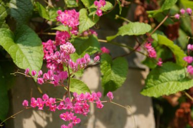 Bahçedeki güzel pembe çiçekler