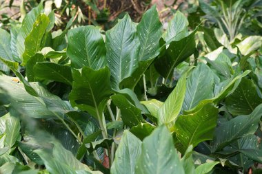 Bahçedeki bir bitkinin yeşil yaprakları