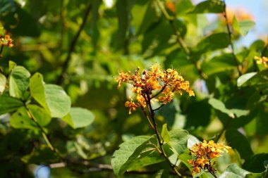 Bahçedeki güzel sarı çiçekler