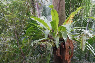 Asplenium nidus veya kuş yuvası eğreltiotu