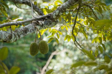 Durian 'a bir ağaçta yaklaş