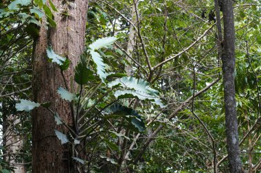 Güzel yeşil orman manzarası 