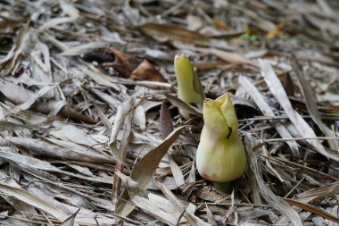 Beyaz saksı dev arumu ya da Amorphophallus peeoniifolius Fil yer elması, Telingo patatesi olarak da bilinir.