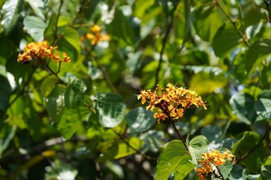 Bahçede açan çiçekler