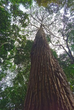 Ormandaki ağaçların altından manzara