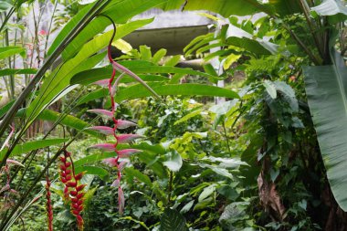 Sahte cennet kuşu ya da Heliconia rostrata
