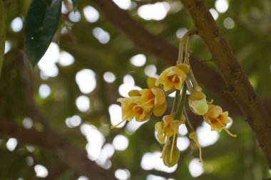Bahçedeki güzel sarı çiçekler