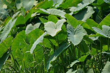 Bahçedeki bir bitkinin yeşil yaprakları