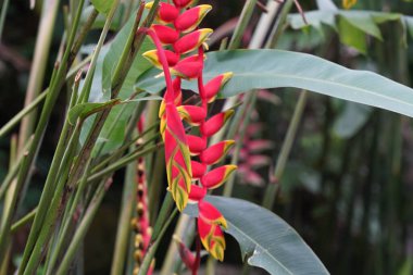 Sahte cennet kuşu ya da Heliconia rostrata