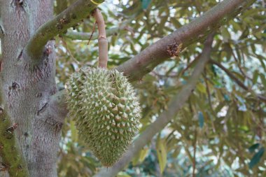 Ağaçtaki durian meyvesine yaklaş.