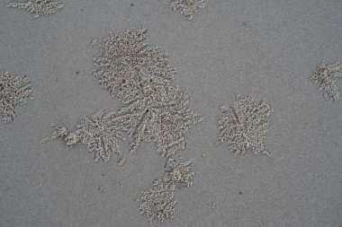 Kumda kum yengeci böbrekleri