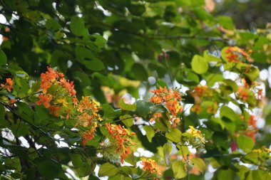 Gündüz vakti ağaçta büyüyen güzel çiçeklerin yakın plan görüntüsü.