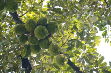Durian 'a bir ağaçta yaklaş