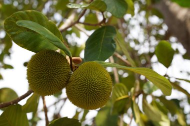 Artocarpus lacucha. Ağaçtaki maymun krikosu olarak da bilinir. 