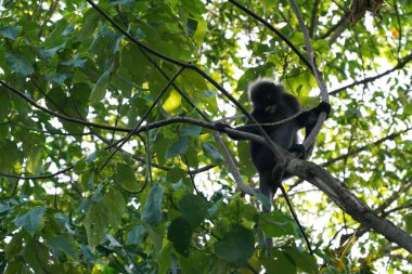Penang Hill, Malezya 'daki ağaçtaki siyah maymun..
