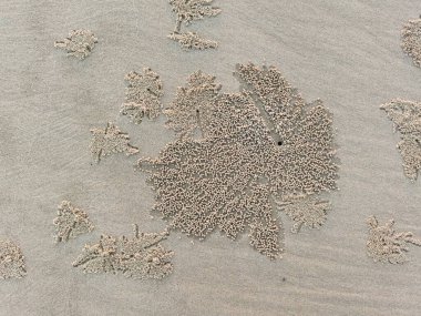 Kumda kum yengeci böbrekleri