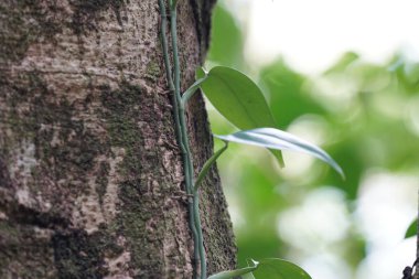 Sürüngen ağaç gövdesinde yetişir.