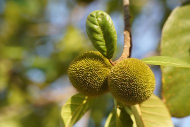 Artocarpus lacucha. Ağaçtaki maymun krikosu olarak da bilinir. 