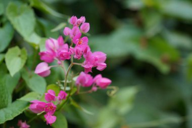Bahçedeki güzel pembe çiçekler