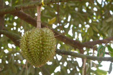 Ağaçtaki durian meyvesine yaklaş.