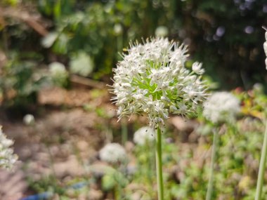 Yakın plan Güzel beyaz çiçek yerde