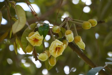 Bahçede yeşil ve sarı çiçekler