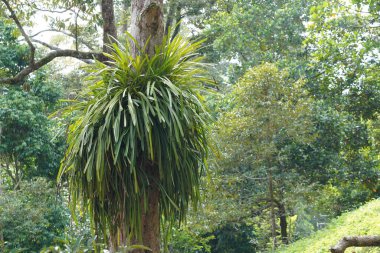 Aloe yapraklı cymbidium veya sarı kenarlı orkide