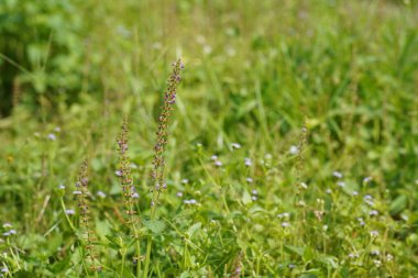 Çayırdaki yabani bitkiyi kapatın. 