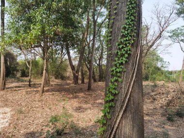 Sürüngen ağaç gövdesinde yetişir.