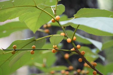Kısa yapraklı incir ya da Ficus caulocarpa