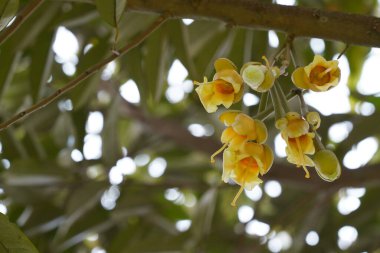 Bahçedeki güzel sarı çiçekler