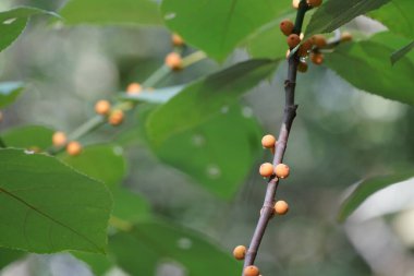 Kısa yapraklı incir ya da Ficus caulocarpa