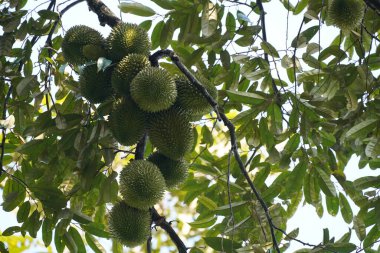 Durian 'a bir ağaçta yaklaş