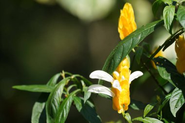 Güzel sarı çiçeklerin yakın görüntüsü