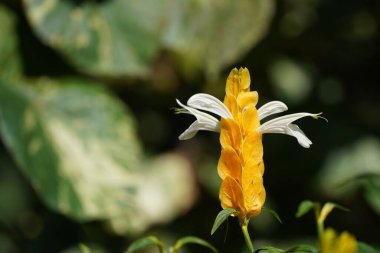 Bahçedeki güzel sarı çiçek