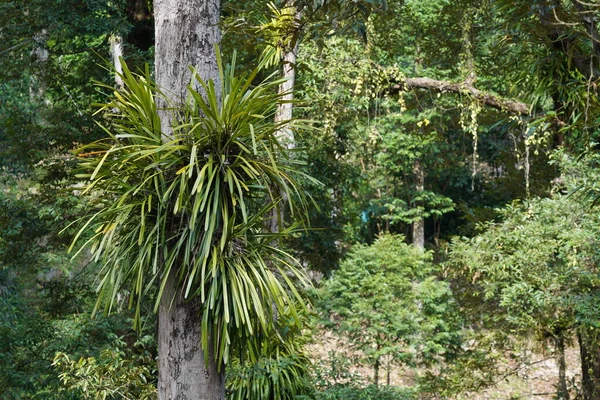 Зелені Дерева Ростуть Тропіках — стокове фото