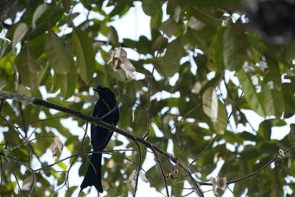 Чёрная Птица Сидит Ветке Дерева — стоковое фото