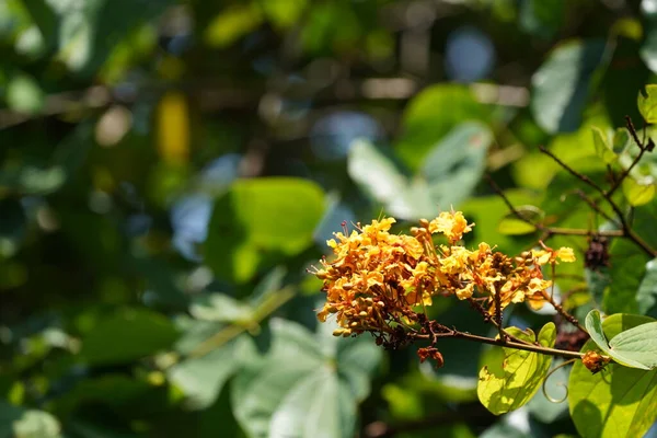 Bahçedeki güzel portakal çiçekleri