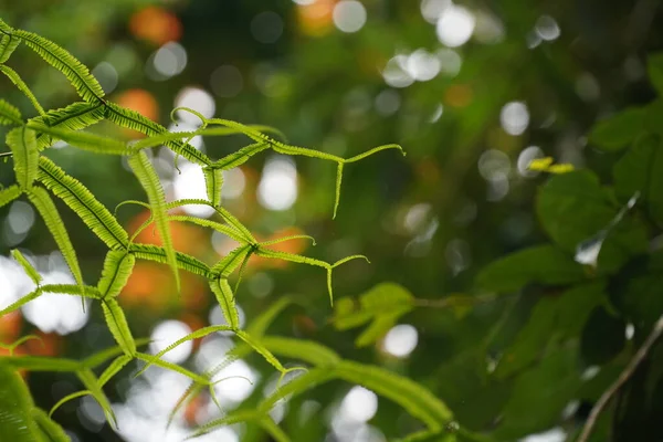 Bulanık Doğa Arka Planında Yeşil Bitki Yaprakları — Stok fotoğraf