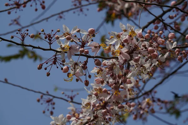 春には桜 美しい自然背景 — ストック写真