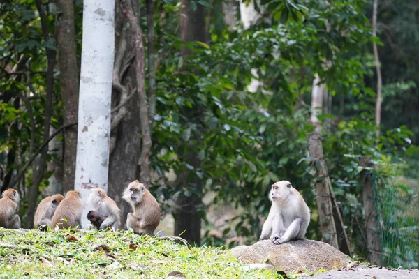 Stado Małp Dżungli — Zdjęcie stockowe