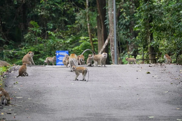 Ormanda Maymun Sürüsü — Stok fotoğraf